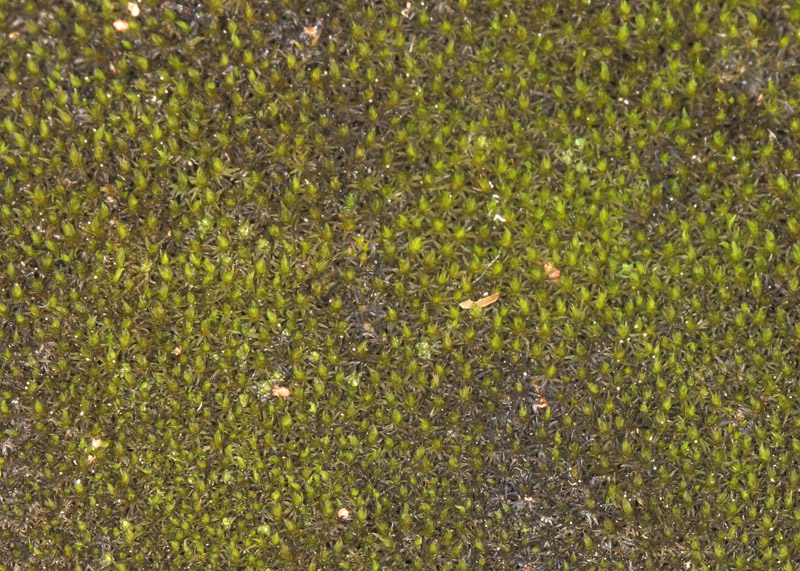 Grimmia elongata